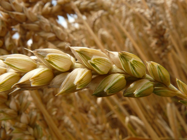 spike-wheat-cereals-grain-40020